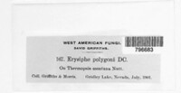 Erysiphe polygoni image